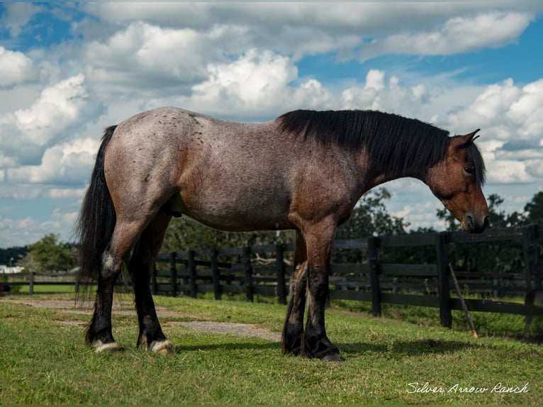 Cob Irlandese / Tinker / Gypsy Vanner Mix Castrone 4 Anni 137 cm Baio roano in Ocala, FL