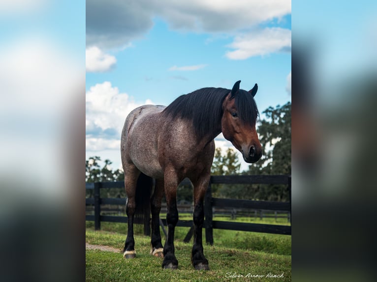 Cob Irlandese / Tinker / Gypsy Vanner Mix Castrone 4 Anni 137 cm Baio roano in Ocala, FL