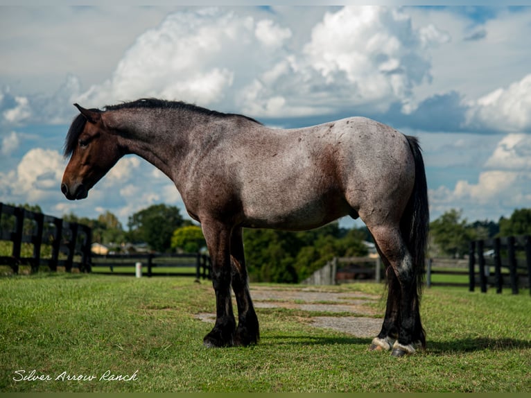 Cob Irlandese / Tinker / Gypsy Vanner Mix Castrone 4 Anni 137 cm Baio roano in Ocala, FL