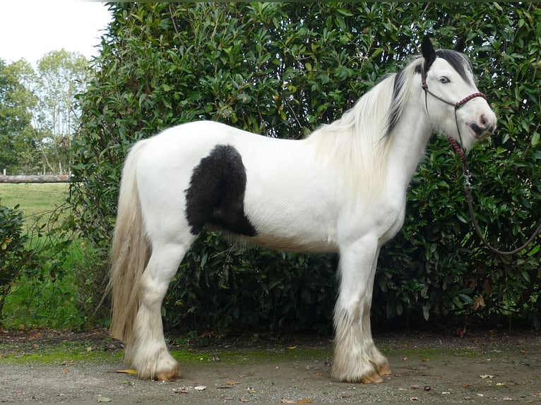 Cob Irlandese / Tinker / Gypsy Vanner Castrone 4 Anni 137 cm Pezzato in Lathen