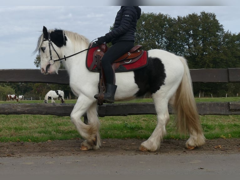 Cob Irlandese / Tinker / Gypsy Vanner Castrone 4 Anni 137 cm Pezzato in Lathen