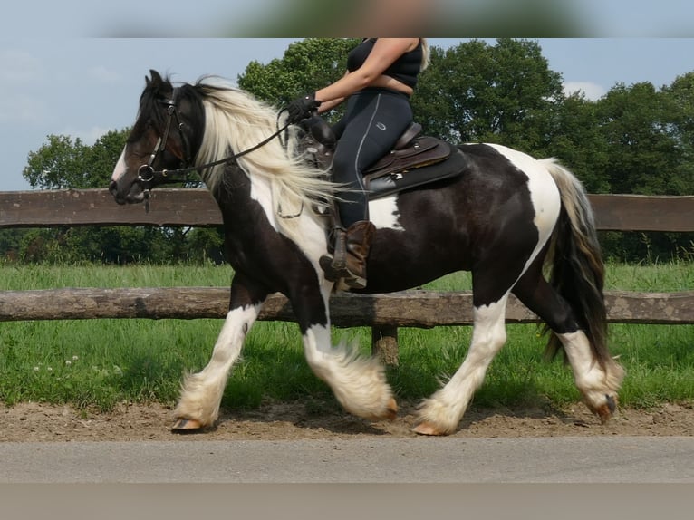 Cob Irlandese / Tinker / Gypsy Vanner Castrone 4 Anni 138 cm Pezzato in Lathen