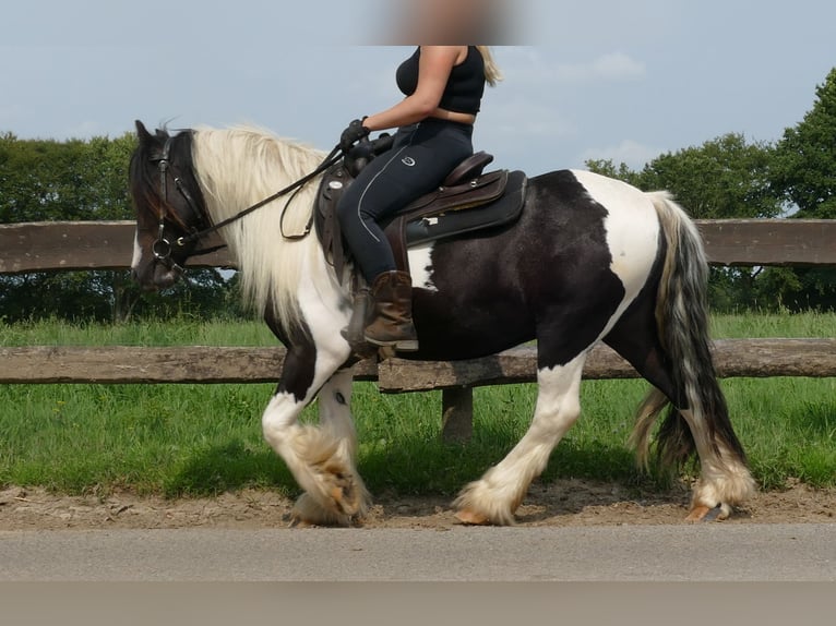 Cob Irlandese / Tinker / Gypsy Vanner Castrone 4 Anni 138 cm Pezzato in Lathen