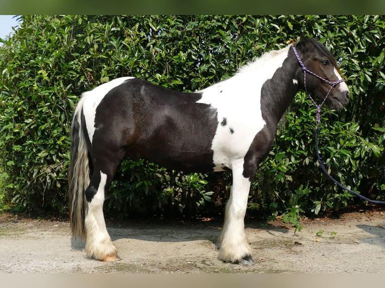 Cob Irlandese / Tinker / Gypsy Vanner Castrone 4 Anni 138 cm Pezzato in Lathen