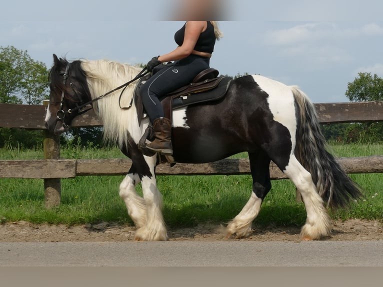 Cob Irlandese / Tinker / Gypsy Vanner Castrone 4 Anni 138 cm Pezzato in Lathen