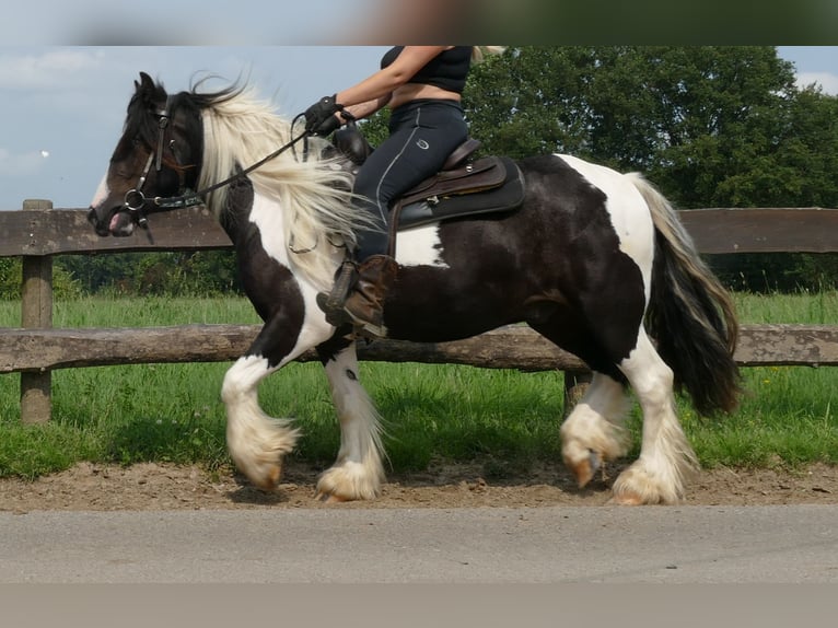 Cob Irlandese / Tinker / Gypsy Vanner Castrone 4 Anni 138 cm Pezzato in Lathen