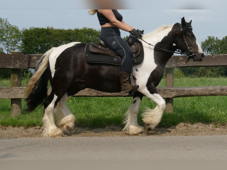 Cob Irlandese / Tinker / Gypsy Vanner Castrone 4 Anni 138 cm Pezzato in Lathen