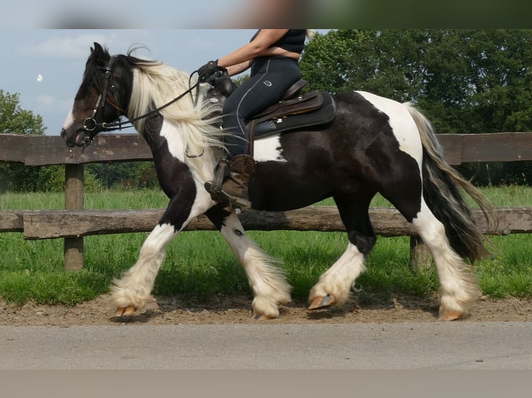 Cob Irlandese / Tinker / Gypsy Vanner Castrone 4 Anni 138 cm Pezzato in Lathen