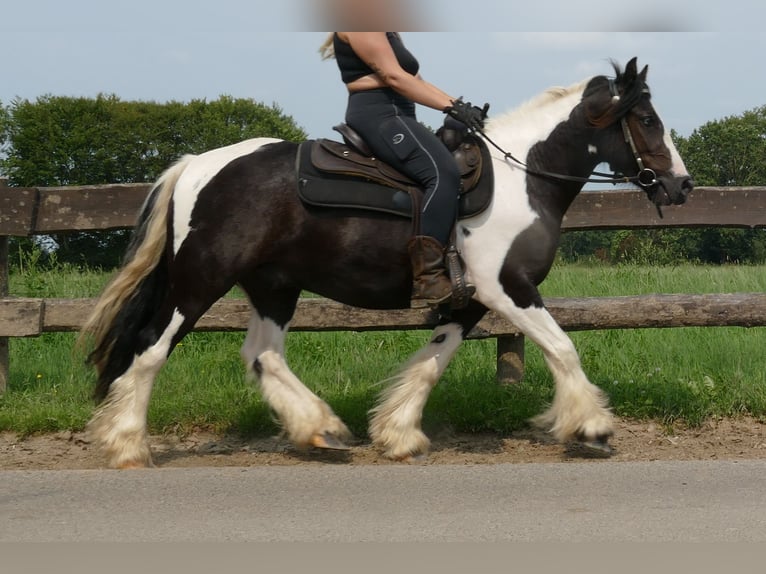 Cob Irlandese / Tinker / Gypsy Vanner Castrone 4 Anni 138 cm Pezzato in Lathen