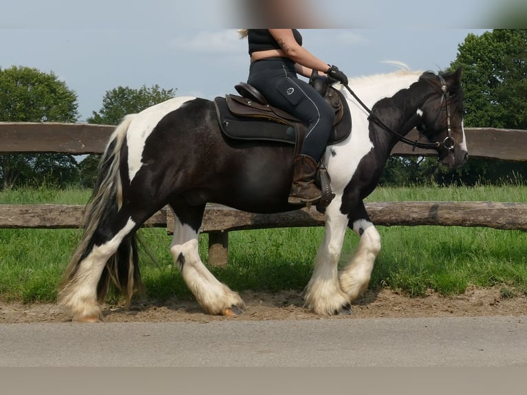 Cob Irlandese / Tinker / Gypsy Vanner Castrone 4 Anni 138 cm Pezzato in Lathen