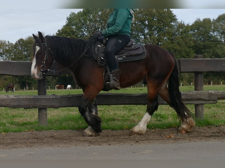 Cob Irlandese / Tinker / Gypsy Vanner Castrone 4 Anni 139 cm Baio in Lathen