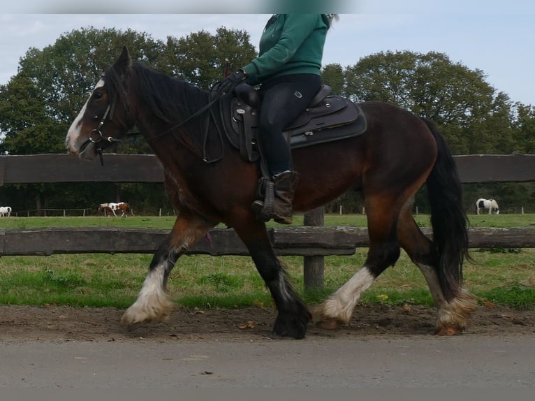 Cob Irlandese / Tinker / Gypsy Vanner Castrone 4 Anni 139 cm Baio in Lathen