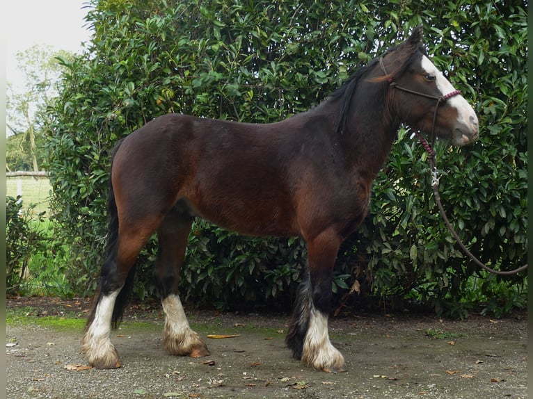 Cob Irlandese / Tinker / Gypsy Vanner Castrone 4 Anni 139 cm Baio in Lathen