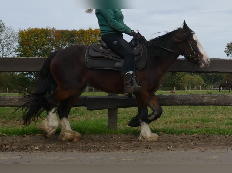 Cob Irlandese / Tinker / Gypsy Vanner Castrone 4 Anni 139 cm Baio in Lathen