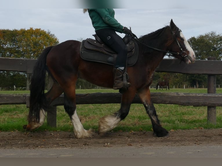 Cob Irlandese / Tinker / Gypsy Vanner Castrone 4 Anni 139 cm Baio in Lathen