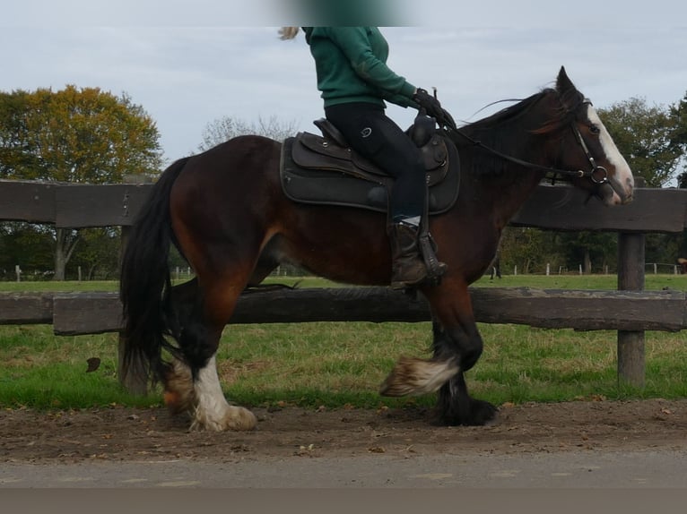 Cob Irlandese / Tinker / Gypsy Vanner Castrone 4 Anni 139 cm Baio in Lathen