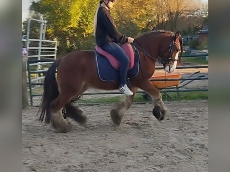 Cob Irlandese / Tinker / Gypsy Vanner Castrone 4 Anni 140 cm Baio in Issum