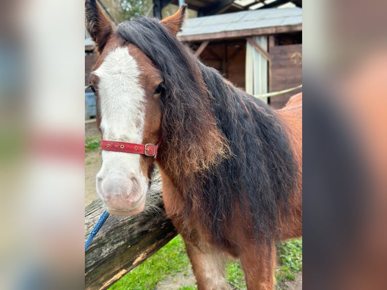 Cob Irlandese / Tinker / Gypsy Vanner Castrone 4 Anni 140 cm Baio in Issum