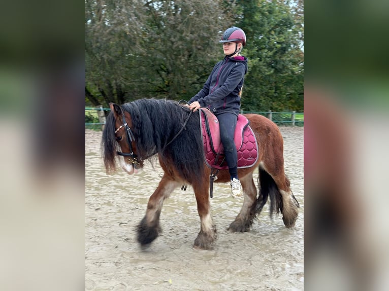 Cob Irlandese / Tinker / Gypsy Vanner Castrone 4 Anni 140 cm Baio in Issum