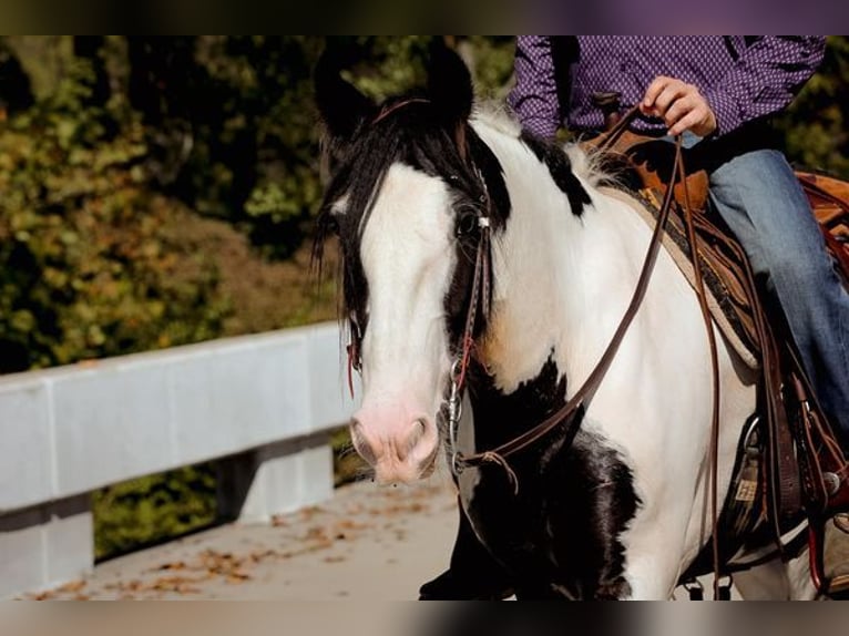 Cob Irlandese / Tinker / Gypsy Vanner Castrone 4 Anni 142 cm Tobiano-tutti i colori in New York