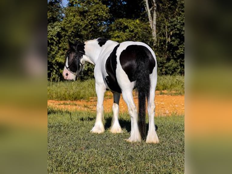 Cob Irlandese / Tinker / Gypsy Vanner Castrone 4 Anni 142 cm Tobiano-tutti i colori in New York