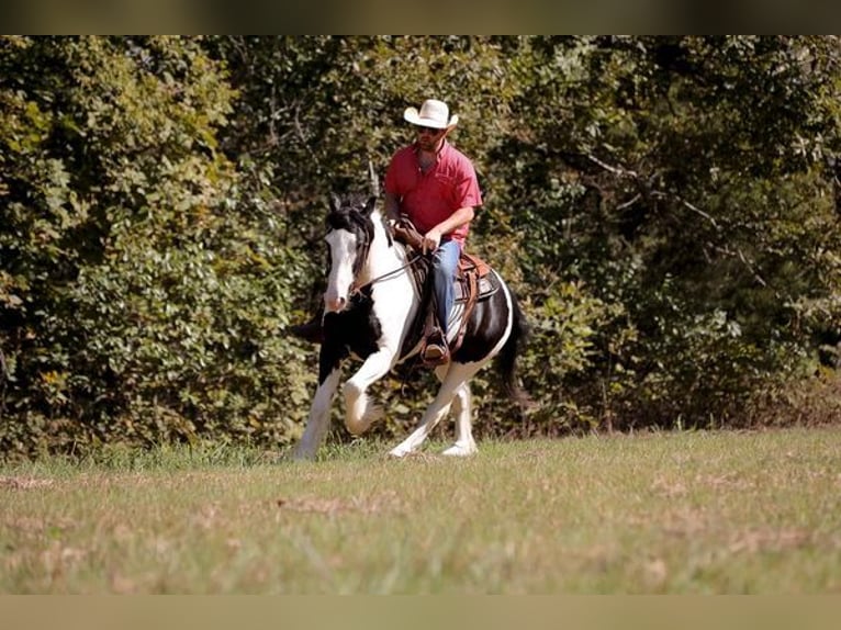 Cob Irlandese / Tinker / Gypsy Vanner Castrone 4 Anni 142 cm Tobiano-tutti i colori in New York