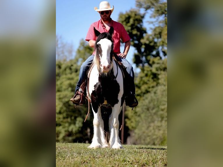 Cob Irlandese / Tinker / Gypsy Vanner Castrone 4 Anni 142 cm Tobiano-tutti i colori in New York