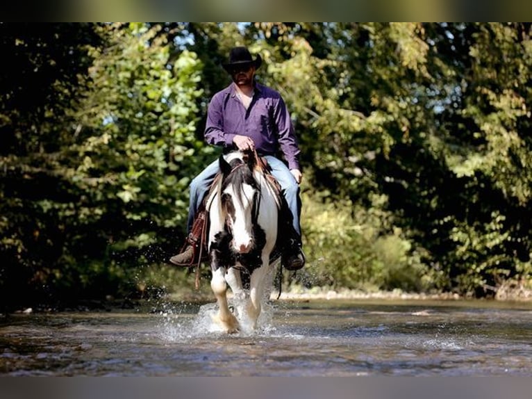 Cob Irlandese / Tinker / Gypsy Vanner Castrone 4 Anni 142 cm Tobiano-tutti i colori in New York