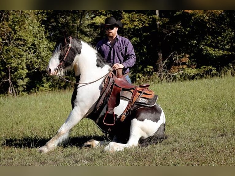 Cob Irlandese / Tinker / Gypsy Vanner Castrone 4 Anni 142 cm Tobiano-tutti i colori in New York