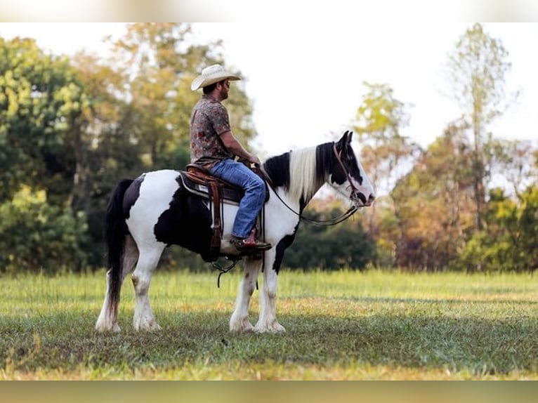 Cob Irlandese / Tinker / Gypsy Vanner Castrone 4 Anni 142 cm Tobiano-tutti i colori in New York