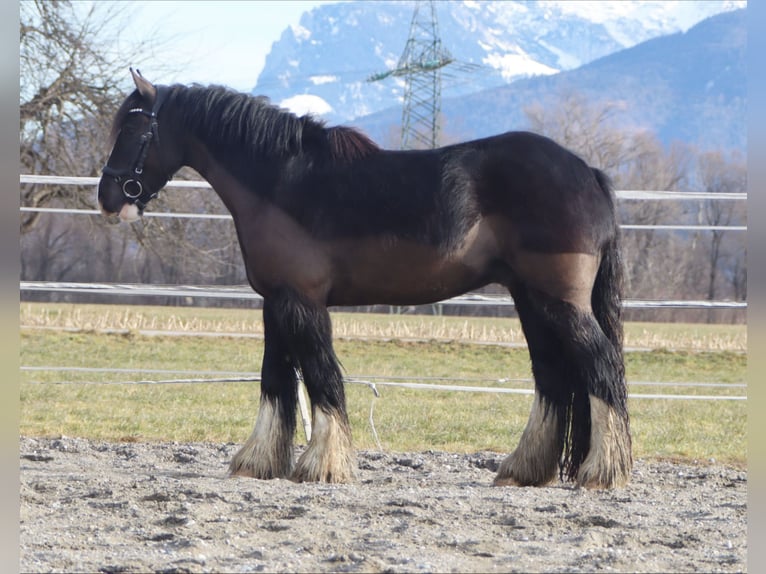 Cob Irlandese / Tinker / Gypsy Vanner Castrone 4 Anni 143 cm Morello in Kirchbichl