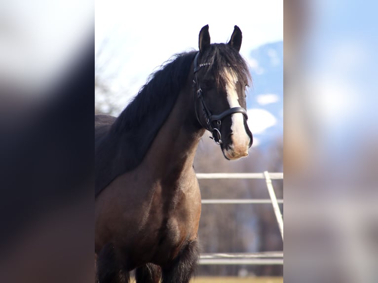 Cob Irlandese / Tinker / Gypsy Vanner Castrone 4 Anni 143 cm Morello in Kirchbichl