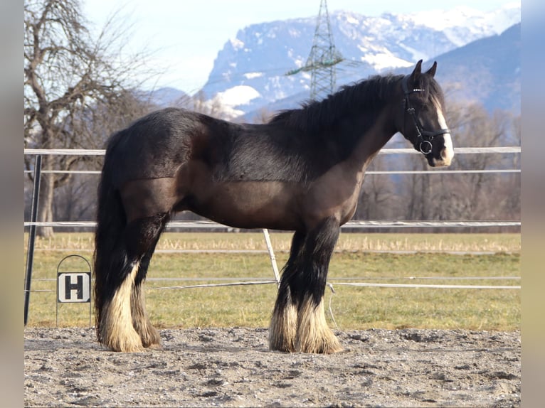 Cob Irlandese / Tinker / Gypsy Vanner Castrone 4 Anni 143 cm Morello in Kirchbichl