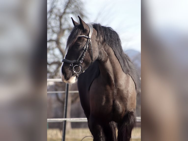 Cob Irlandese / Tinker / Gypsy Vanner Castrone 4 Anni 143 cm Morello in Kirchbichl