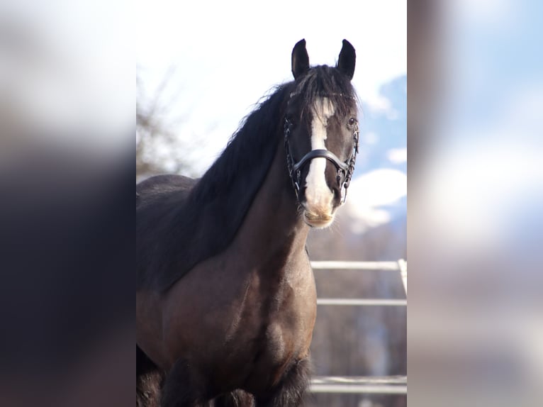 Cob Irlandese / Tinker / Gypsy Vanner Castrone 4 Anni 143 cm Morello in Kirchbichl