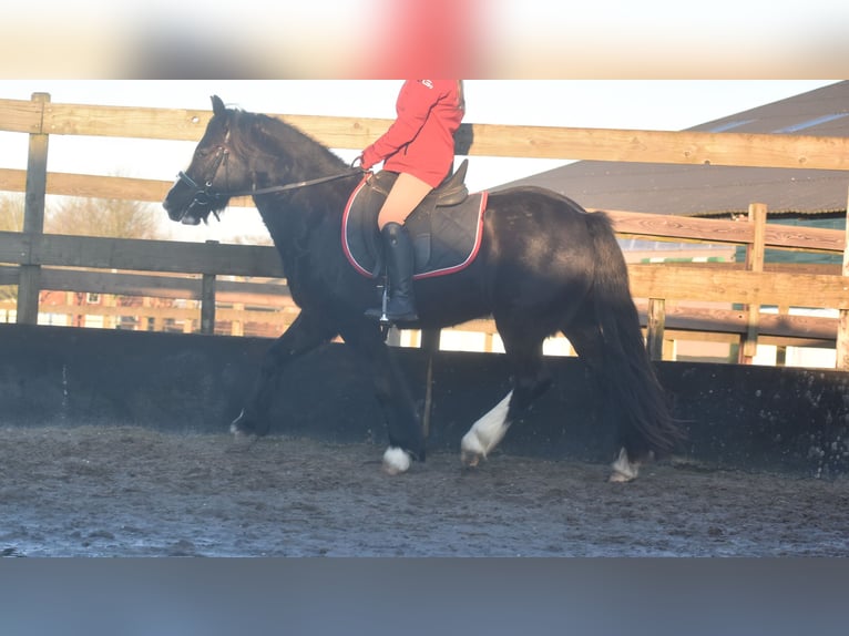 Cob Irlandese / Tinker / Gypsy Vanner Castrone 4 Anni 145 cm Morello in Achtmaal