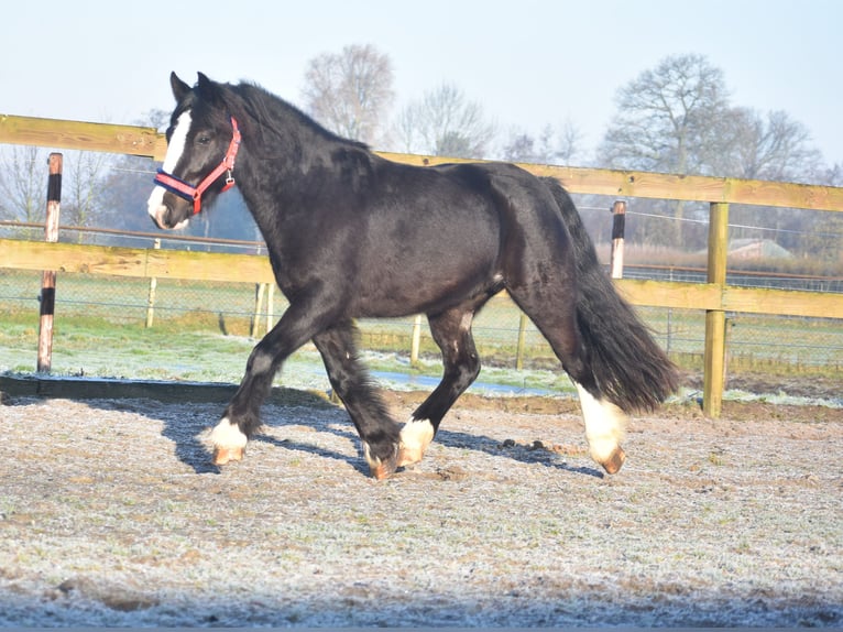 Cob Irlandese / Tinker / Gypsy Vanner Castrone 4 Anni 145 cm Morello in Achtmaal