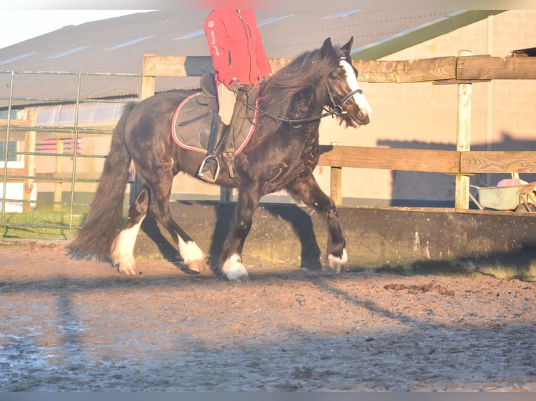 Cob Irlandese / Tinker / Gypsy Vanner Castrone 4 Anni 145 cm Morello in Achtmaal