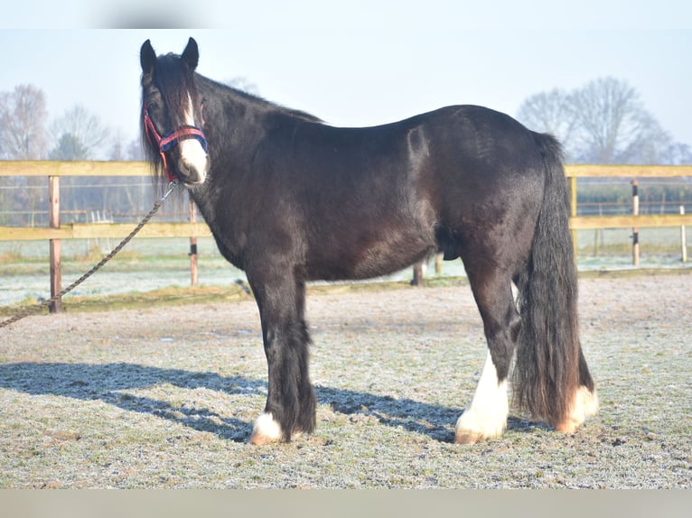 Cob Irlandese / Tinker / Gypsy Vanner Castrone 4 Anni 145 cm Morello in Achtmaal