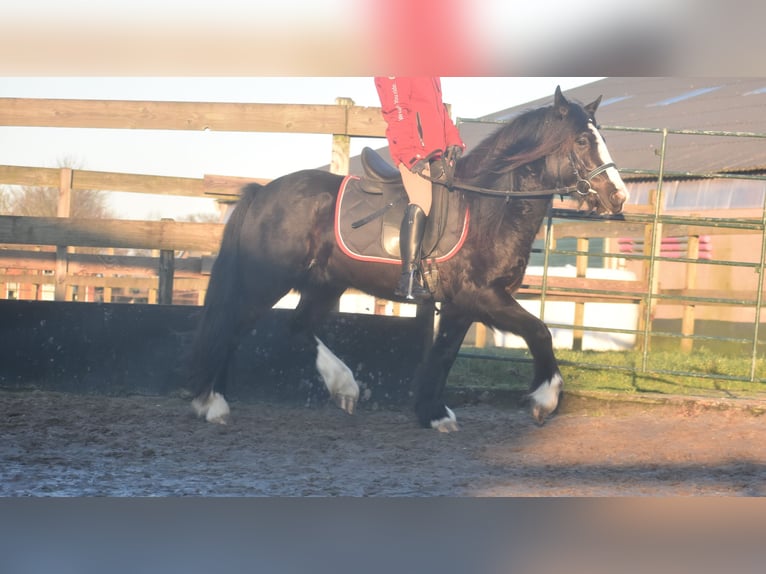 Cob Irlandese / Tinker / Gypsy Vanner Castrone 4 Anni 145 cm Morello in Achtmaal