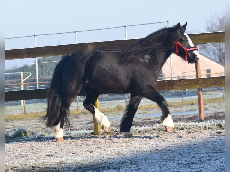 Cob Irlandese / Tinker / Gypsy Vanner Castrone 4 Anni 145 cm Morello in Achtmaal