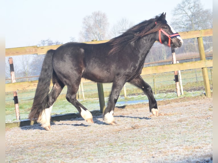 Cob Irlandese / Tinker / Gypsy Vanner Castrone 4 Anni 145 cm Morello in Achtmaal