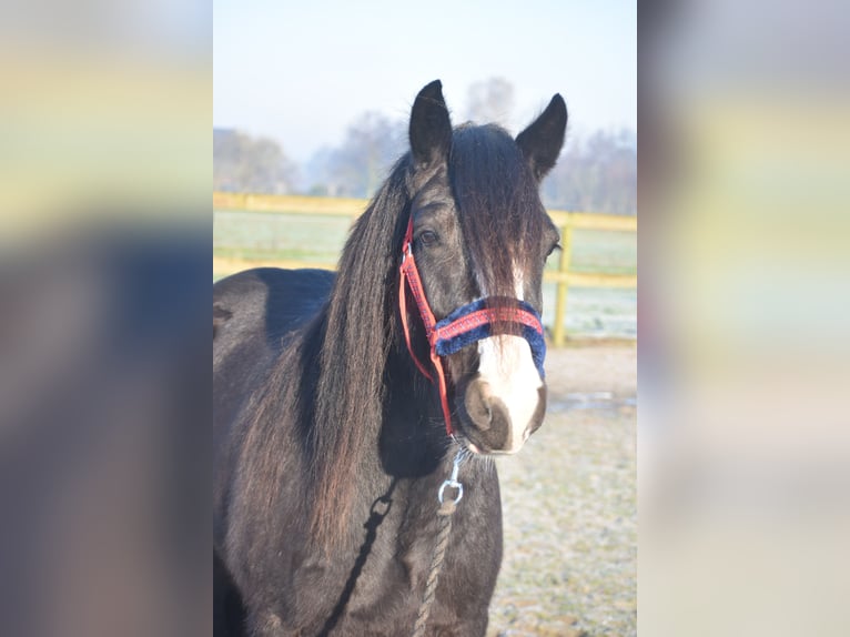 Cob Irlandese / Tinker / Gypsy Vanner Castrone 4 Anni 145 cm Morello in Achtmaal