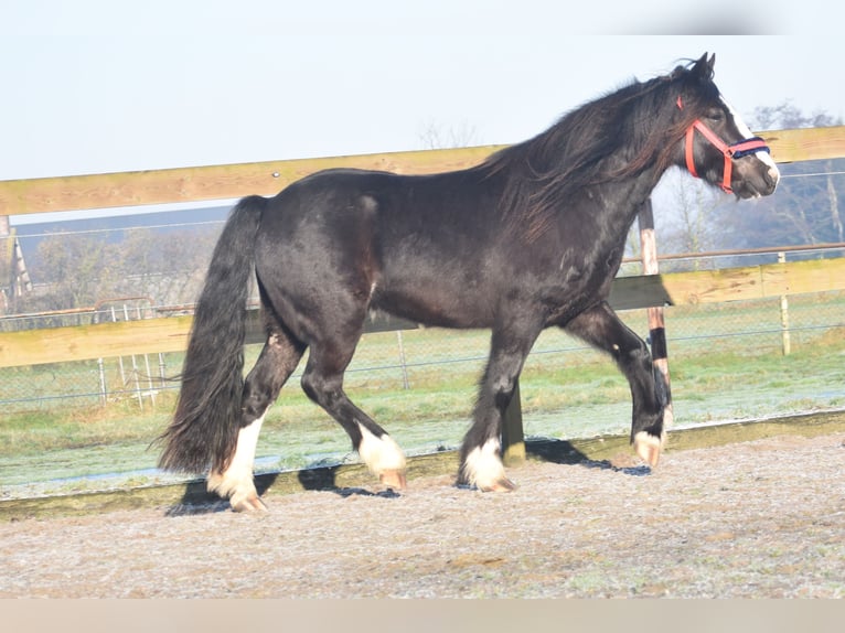 Cob Irlandese / Tinker / Gypsy Vanner Castrone 4 Anni 145 cm Morello in Achtmaal