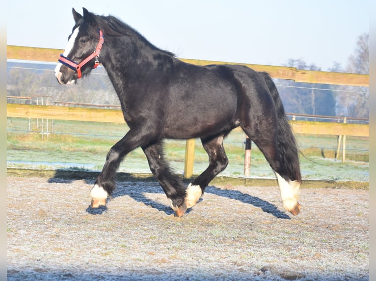 Cob Irlandese / Tinker / Gypsy Vanner Castrone 4 Anni 145 cm Morello in Achtmaal