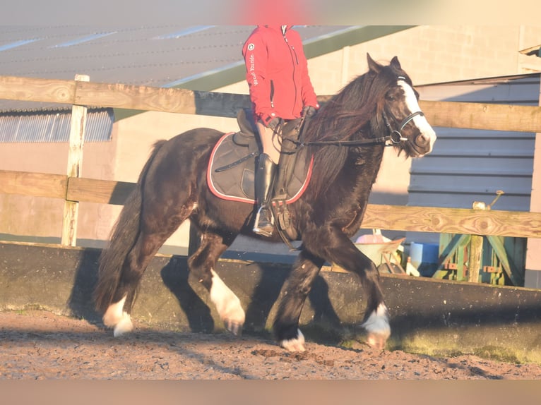 Cob Irlandese / Tinker / Gypsy Vanner Castrone 4 Anni 145 cm Morello in Achtmaal