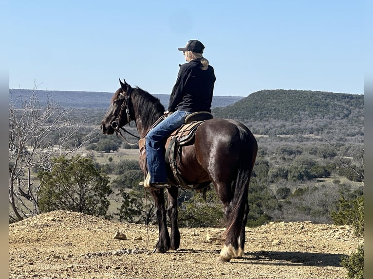 Cob Irlandese / Tinker / Gypsy Vanner Castrone 4 Anni 145 cm Morello in Jacksboro TX