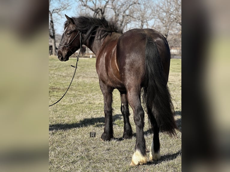 Cob Irlandese / Tinker / Gypsy Vanner Castrone 4 Anni 145 cm Morello in Jacksboro TX