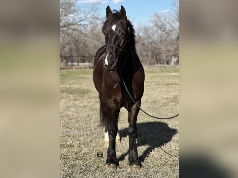 Cob Irlandese / Tinker / Gypsy Vanner Castrone 4 Anni 145 cm Morello in Jacksboro TX