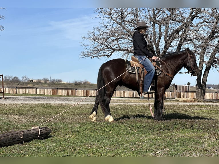 Cob Irlandese / Tinker / Gypsy Vanner Castrone 4 Anni 145 cm Morello in Jacksboro TX